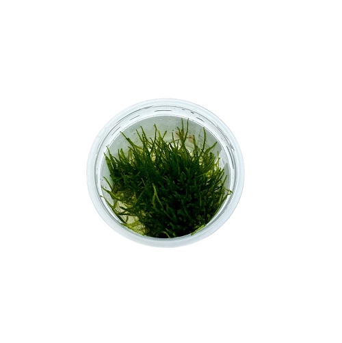 Taxiphyllum barbieri Java mos - Afbeelding 3