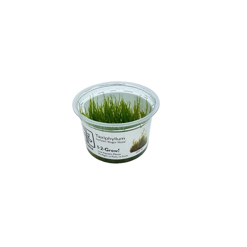 Taxiphyllum barbieri Java mos - Afbeelding 2