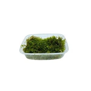 Versicularia-montagnei-christmas-moos-